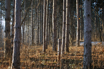 Pine trees forest.