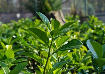 Twig with green leaves; plants background.
