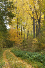 Obraz premium Herbst in Lippstadt Lipperbruch