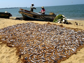 Fischer in Negombo / Sri Lanka