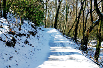 Snowy Woodland Path