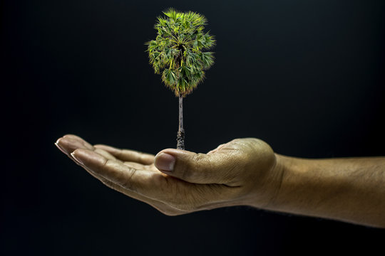 Hand Holding Borassus Flabellifer Palm Tree