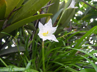 flor blanca con gotas de agua