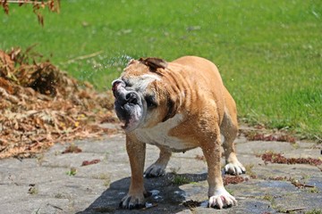 schüttelnde englische bulldogge