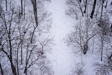 High angle view of leafless trees covered with snow
