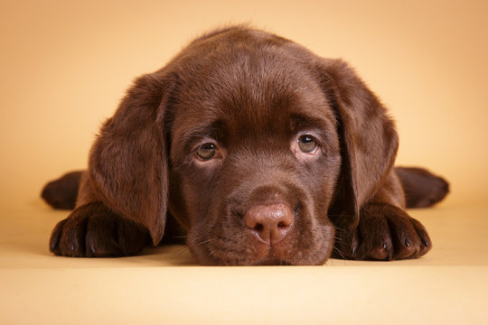 Brown Labrador retriever puppy on tan background with big beautiful eyes