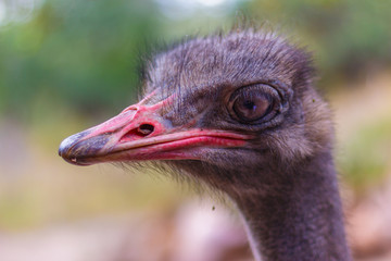Ostrich. One. Face Head Close-Up detail.  Marloth Park