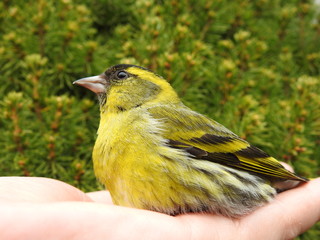 Bird in a hand