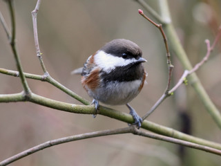 Fototapeta premium Chestnut-backed Chickadee in the Forest