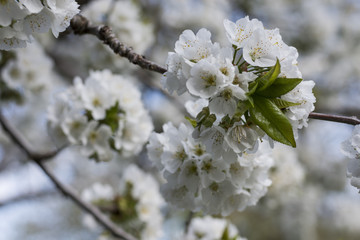 Branches of blossoming cherry tree with white flowers in spring