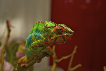 Panther chameleon