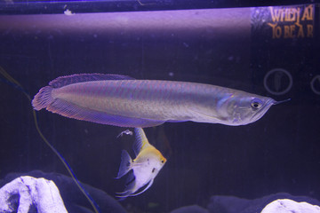 Arowana Fish
