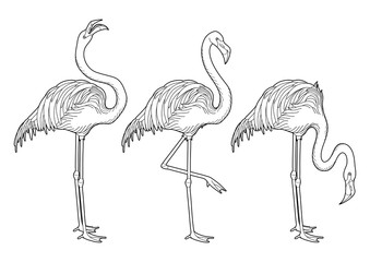Cute graphic flamingo