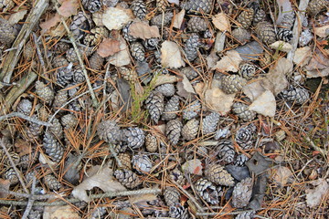 Zapfen (Tannenzapfen, Kiefernzapfen) auf dem Waldboden