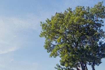 green tree  in big city park and blue sky
