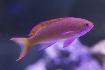 Obraz premium Anthers fish