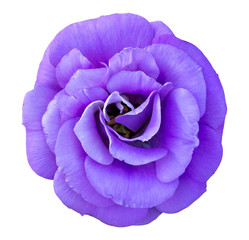 Blue rose flower isolated on white with clipping path