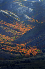 Mountainside in Autumn with Red Leaves