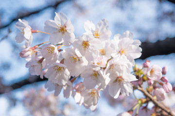 Fototapeta na wymiar 千鳥ヶ淵の桜