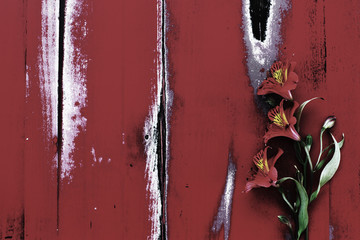Old, weathered, red, lacquered, wooden background.Bouquet of flowers