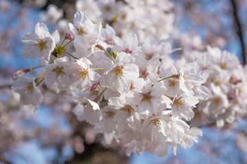 千鳥ヶ淵の桜