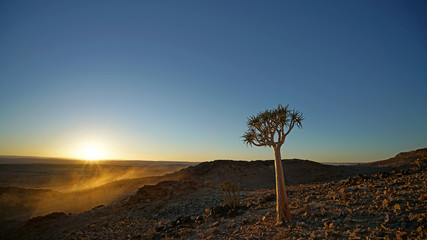 Quiver Tree in Fish River, Namibia