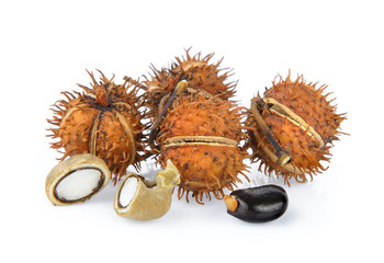 Castor on white background