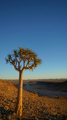 Quiver Tree in Fish River, Namibia