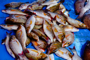 Fisheries Activities And Fish Market In Negombo, Sri Lanka. Negombo Is Known For Its Centuries Old Fishing Industry With Busy Fish Markets And Long Sandy Beaches