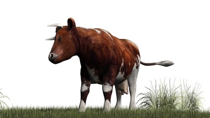 Cow - brown white cow on green grass - isolated on white background