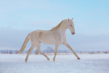 Cremello horse runs on snow in winter - obrazy, fototapety, plakaty