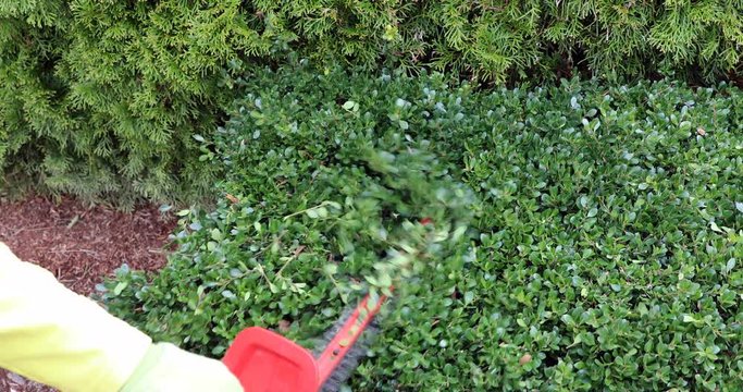 Gloved hands using electric power trimmer cutting the hedges 
