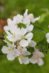 Apple blossoms in early spring.