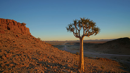 Fototapeta na wymiar Quiver Tree in Fish River Canyon, Namibia