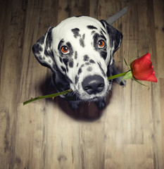 dog in love with red rose in the mouth present it - obrazy, fototapety, plakaty