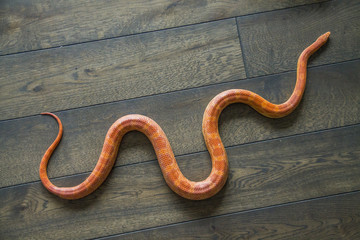 cornsnake