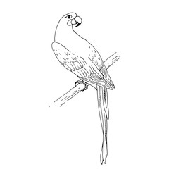 Fototapeta premium Vector macaw parrot illustration. Animal in the wild hand drawn sketch with beautiful colorful exotic bird sitting on branch in jungles. Outlines black and white design