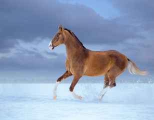 golden horse with white legs galloping in snow on sky background