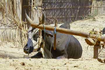 Madagascar hard working ox