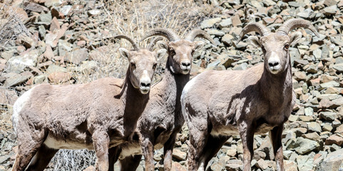 Naklejka na ściany i meble Big horned sheep in the mountains of New Mexico