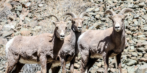 Big horned sheep in the mountains of New Mexico