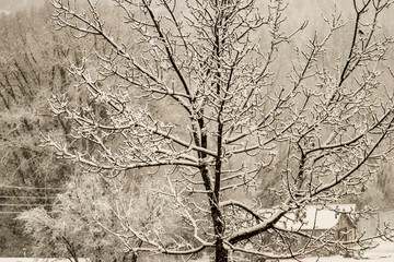 Fresh snow fall on tree. Mid winter New Mexico Mountains.