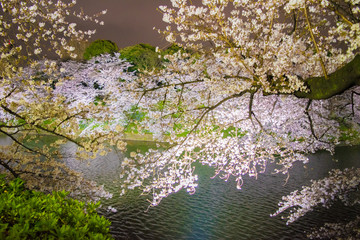 千鳥ヶ淵の桜