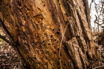 Tree trunk with insect holes