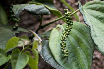 Unripe drupes of Black Pepper, Green Pepper plantation in coorg, Karnataka, India