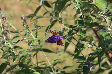 Schmetterlingsflieder Buddleja Davidii Empire Blue with butterflies