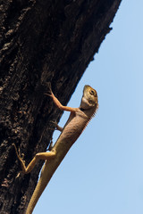 The lizard sunbathing