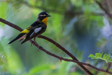 Yellow-rumped Flycatcher Bird