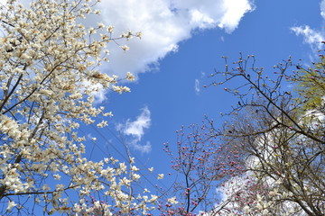 Blue sky with white clouds,blossom tree.