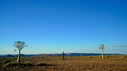 Quiver Trees in Fish River Canyon, Namibia